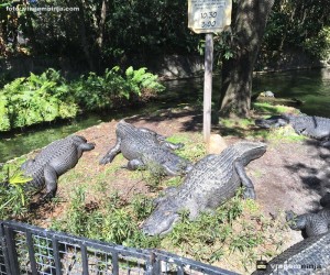 crocodillo-atracao-busch-gardens-tampa-orlando