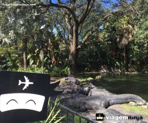 crocodilo-gigante-no-parque-busch-gardens