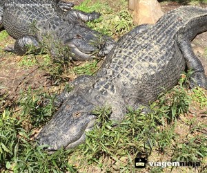 crocodilos-no-parque-busch-gardens