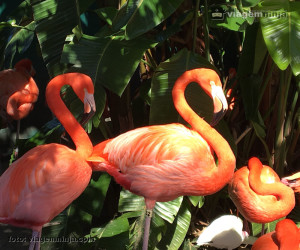 03-flamingos-no-seaworld-orlando-animais