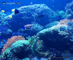 07-aquario-no-seaworld-coral-e-peixes