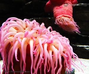 08-coral-e-anenoma-seaworld-florida