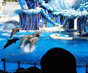 14-foto-dos-golfinhos-seaworld-orlando