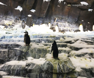 18-pinguins-seaworld-atracao-no-gelo