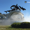 Como É o SeaWorld Orlando – Vale a Pena Conhecer?